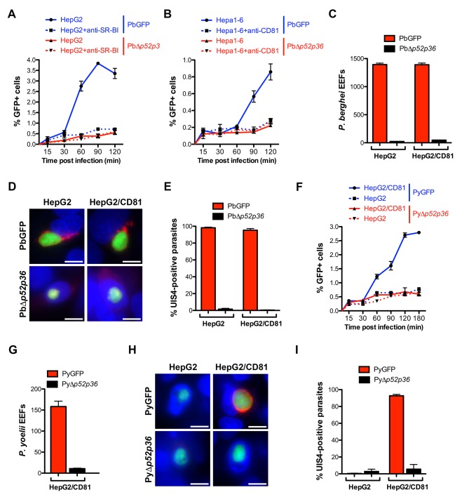 The 6-cys proteins P52 and P36 are required for productive host cell invasion.