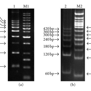 Straightforward Procedure for Laboratory Production of DNA Ladder