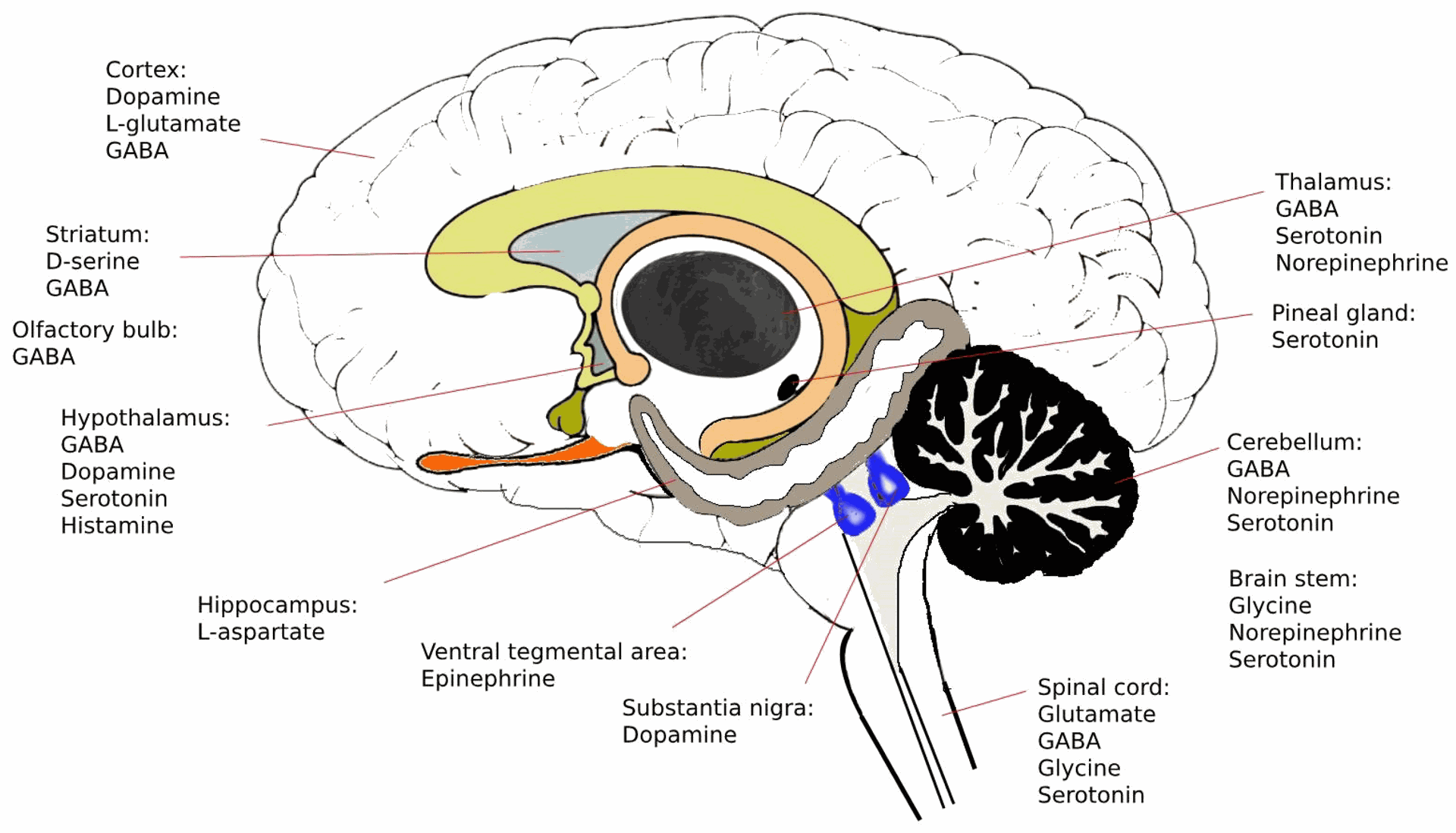 Regions of the brain where neurotransmitters are mainly produced.