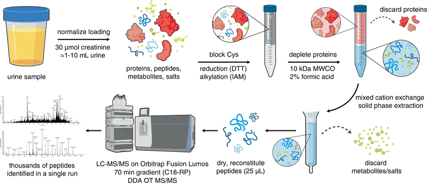An efficient chemical extraction and LC–MS/MS workflow for urinary peptidomic analysis Urine sample volumes are first normalized based on creatinine measurement. To prevent the formation of intra- or intermolecular disulfide bonds that would confound downstream data analysis, cysteine (Cys) residues are reduced with dithiothreitol (DTT) and alkylated with iodoacetamide (IAM). Proteins are depleted using a centrifugal filtration device with a molecular weight cutoff (MWCO) of 10 kDa under acidic denaturing conditions. The filtrate is processed using a mixed cation exchange solid-phase extraction column to remove metabolites and salts that interfere with LC–MS/MS analysis. After extensive washing, peptides are eluted from the column with methanol containing 5% ammonium hydroxide. Eluted peptides are dried in a centrifugal vacuum concentrator and reconstituted in water. Peptides are separated by nano-liquid chromatography (LC) on a reversed-phase column (RP-C18) and analyzed by tandem mass spectrometry (MS/MS) on an Orbitrap Fusion Lumos mass spectrometer operated in the data-dependent acquisition (DDA) mode, with precursor and fragment ions analyzed in high resolution in the Orbitrap (OT). The resulting LC–MS/MS data are searched against the desired databases (e.g., the human and wheat proteomes). The experimental workflow takes ~6 h to complete and results in the identification of thousands of peptides.