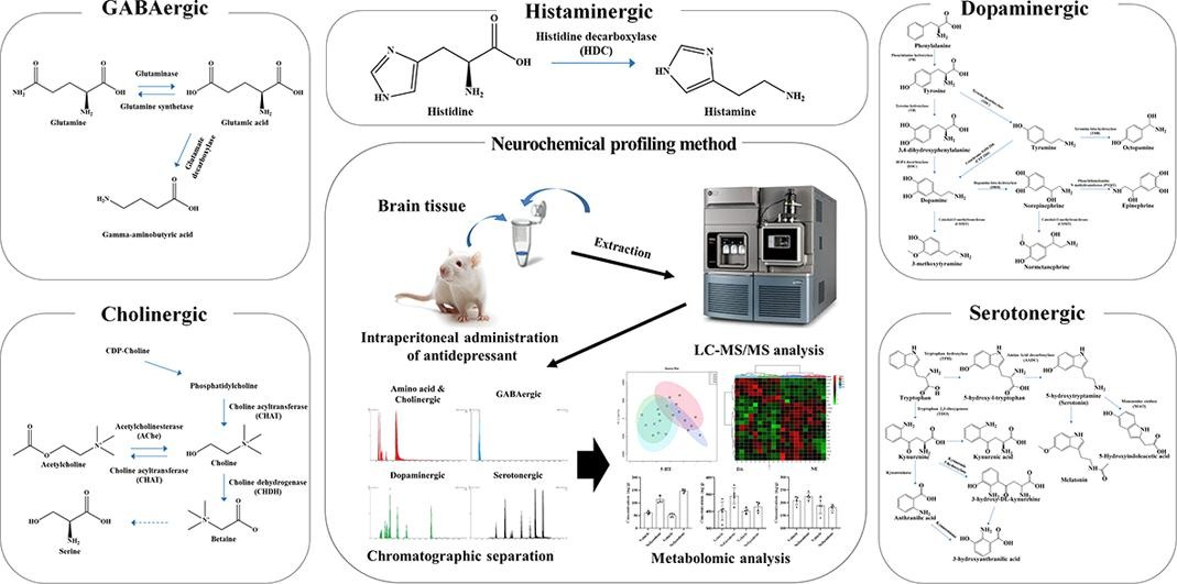 UPLC-MS/MS-based profiling of 31 neurochemicals in the mouse brain